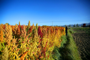 青藏高原新农人在拼多多上卖藜麦，年销千万创造当地电商神话-科记汇